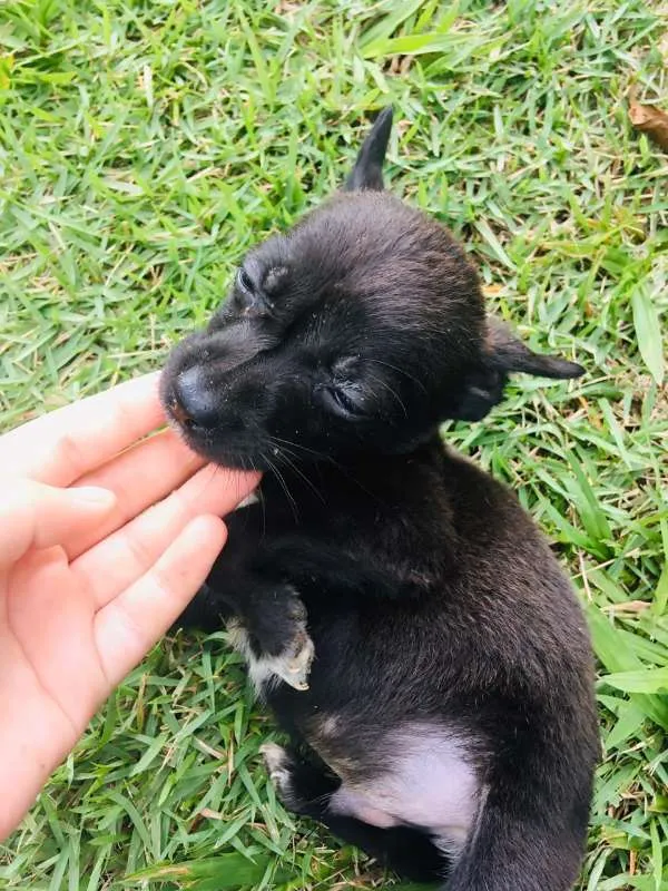 Cachorro ra a vira-latinhas idade Abaixo de 2 meses nome ADOTE