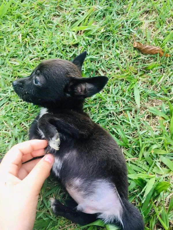 Cachorro ra a vira-latinhas idade Abaixo de 2 meses nome ADOTE
