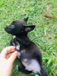 ADOTE