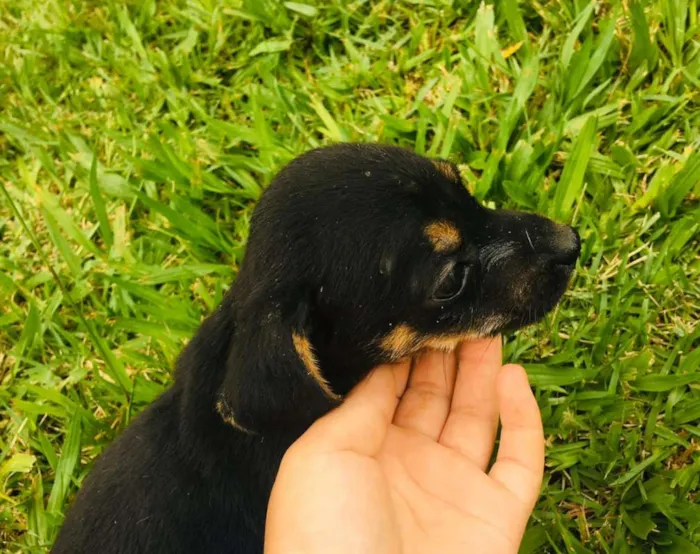 Cachorro ra a vira-latinhas idade Abaixo de 2 meses nome ADOTE