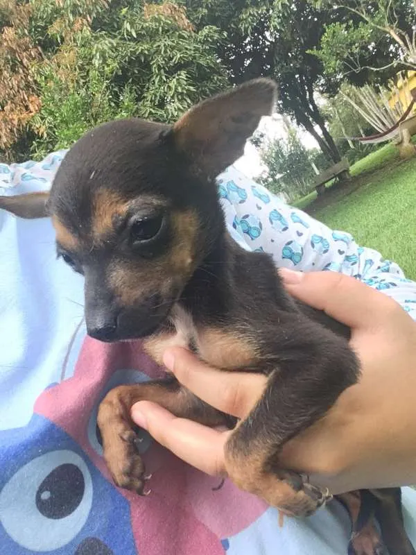Cachorro ra a vira-latinhas idade Abaixo de 2 meses nome ADOTE