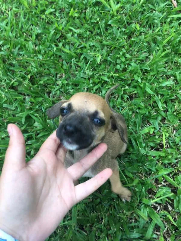 Cachorro ra a vira-latinhas idade Abaixo de 2 meses nome ADOTE
