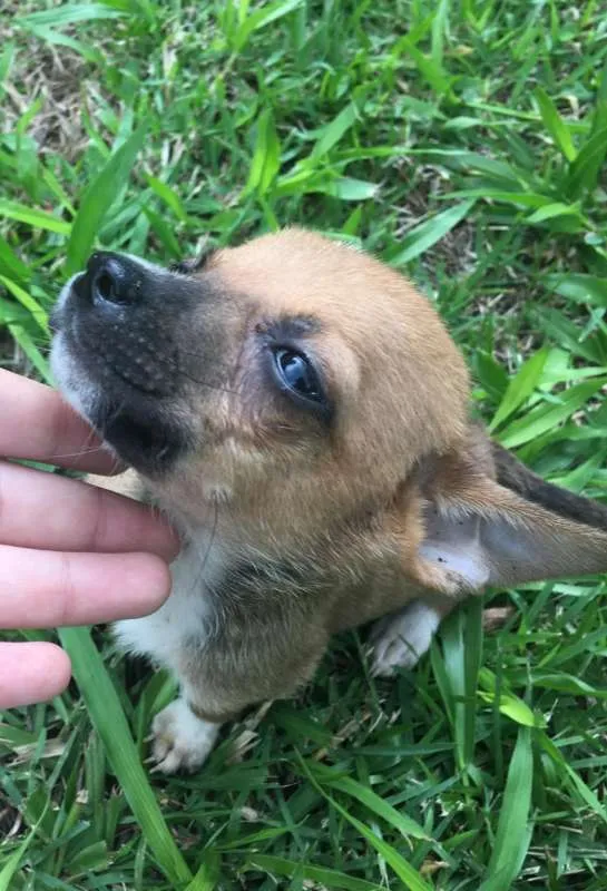 Cachorro ra a vira-latinhas idade Abaixo de 2 meses nome ADOTE