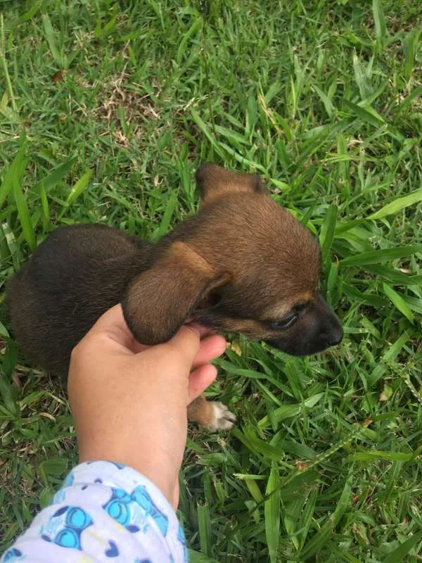 Cachorro ra a vira-latinhas idade Abaixo de 2 meses nome ADOTE