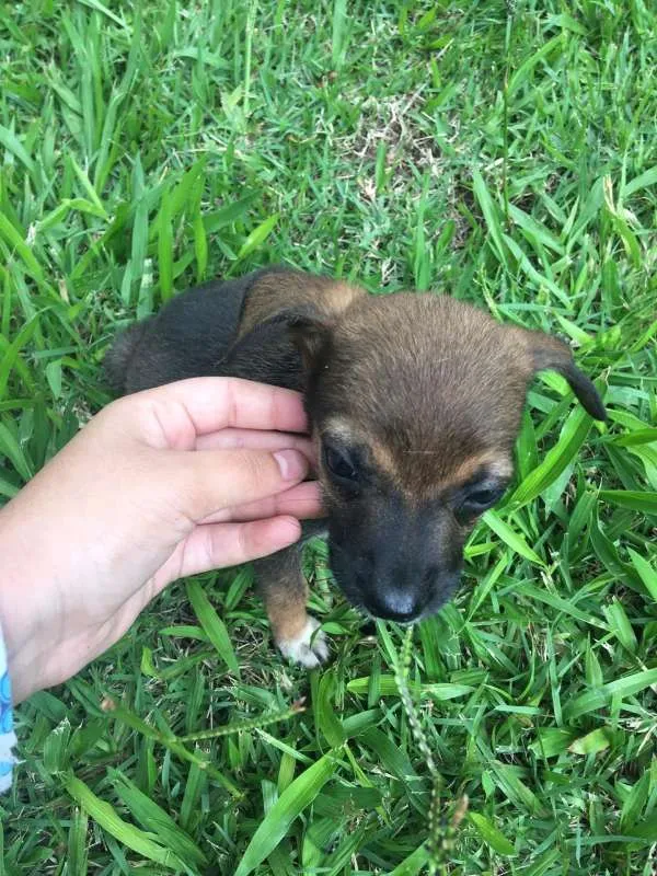 Cachorro ra a vira-latinhas idade Abaixo de 2 meses nome ADOTE