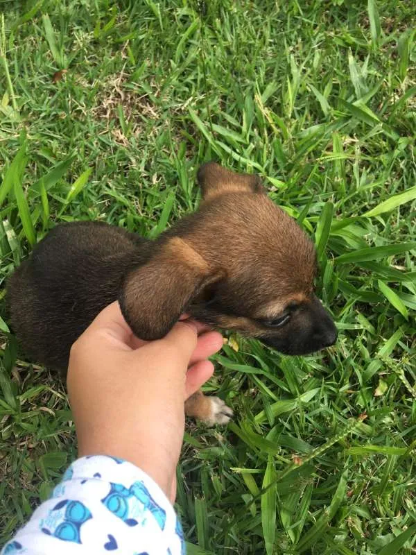 Cachorro ra a vira-latinhas idade Abaixo de 2 meses nome ADOTE