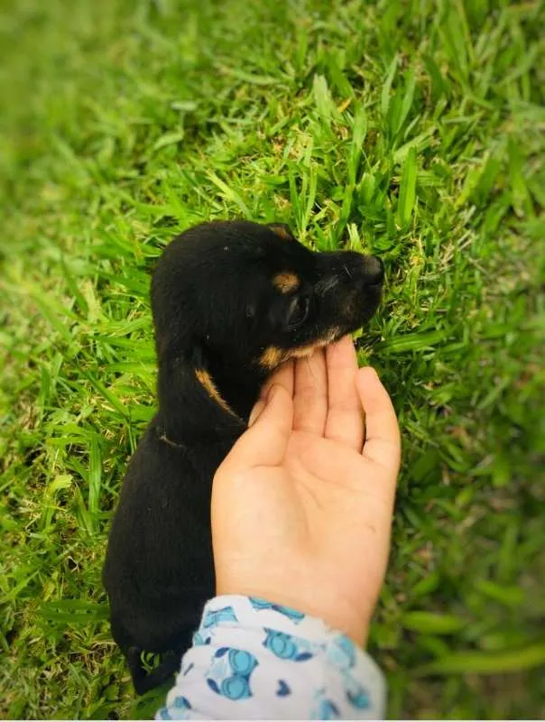 Cachorro ra a vira-latinhas idade Abaixo de 2 meses nome ADOTE