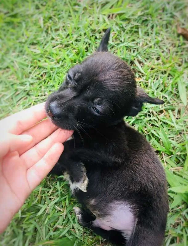 Cachorro ra a vira-latinhas idade Abaixo de 2 meses nome ADOTE