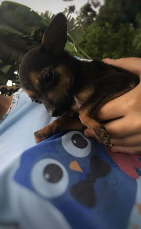 Cachorro ra a vira-latinhas idade Abaixo de 2 meses nome ADOTE