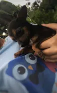 ADOTE