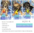 Simba, Fred e Dilan