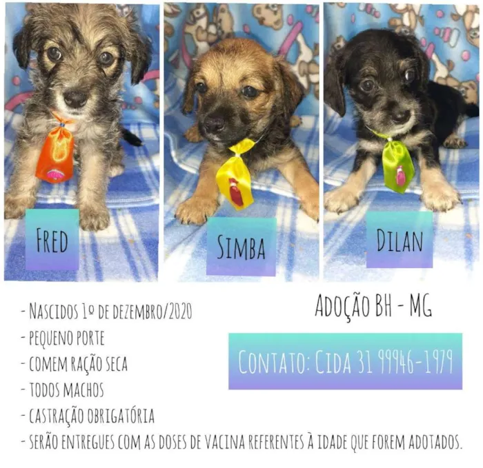 Cachorro raça SRD idade Abaixo de 2 meses nome Simba, Fred e Dilan