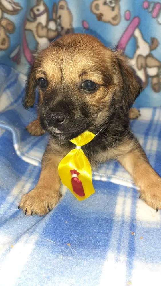 Cachorro raça SRD idade Abaixo de 2 meses nome Simba, Fred e Dilan