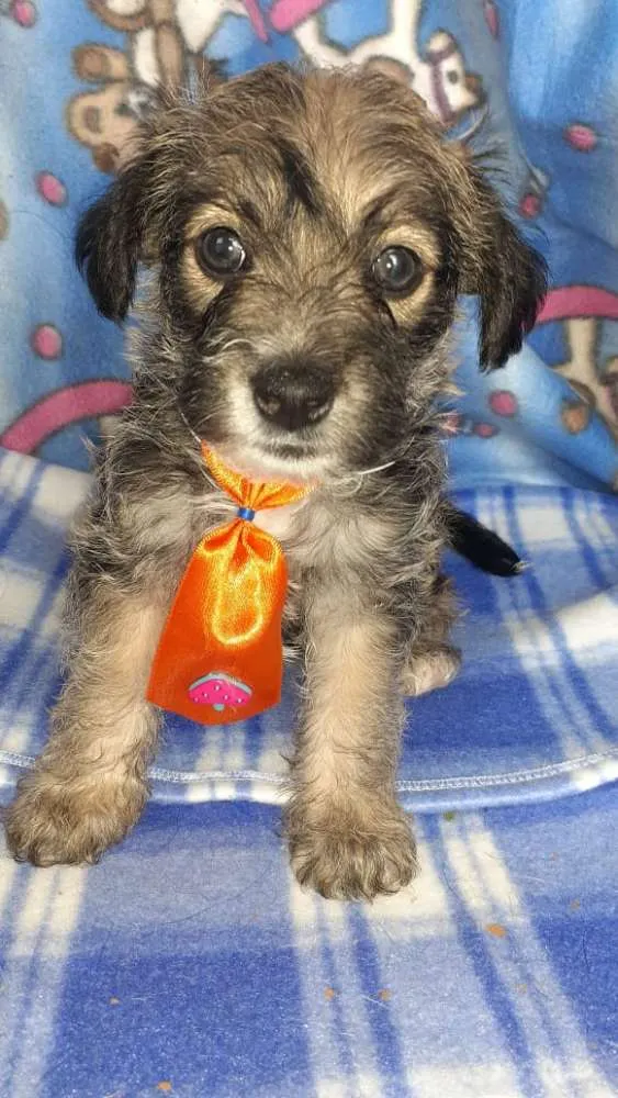 Cachorro raça SRD idade Abaixo de 2 meses nome Simba, Fred e Dilan