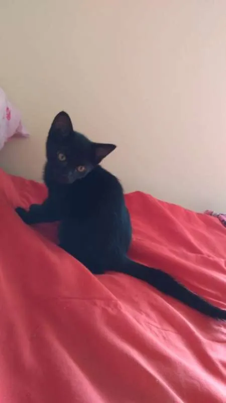 Gato ra a  idade 2 a 6 meses nome LINDINHA