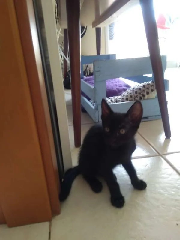 Gato ra a  idade 2 a 6 meses nome LINDINHA