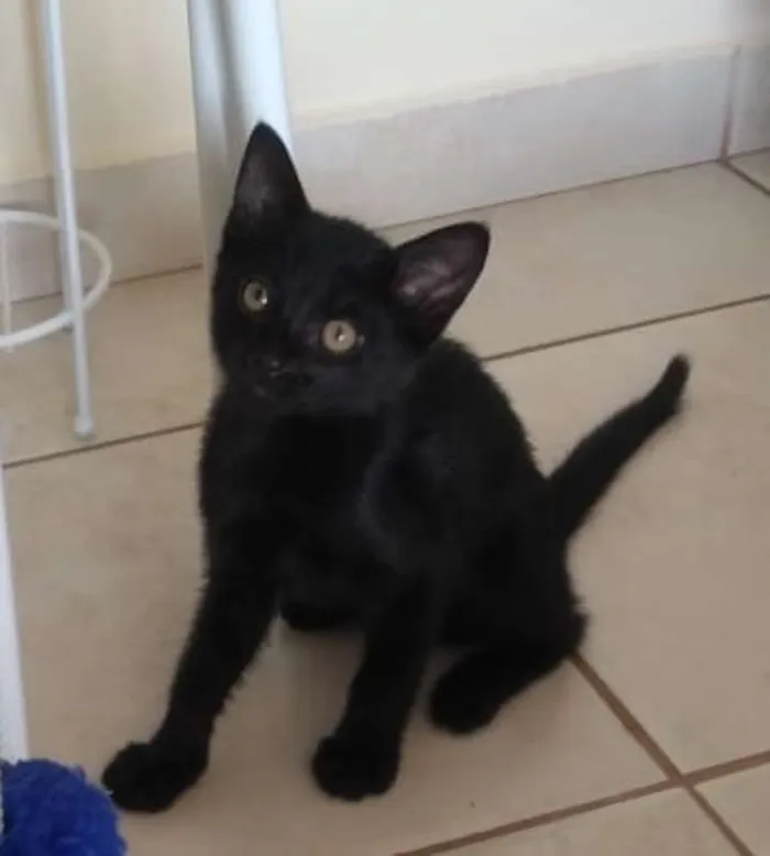 Gato ra a  idade 2 a 6 meses nome LINDINHA
