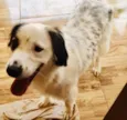 Snoop