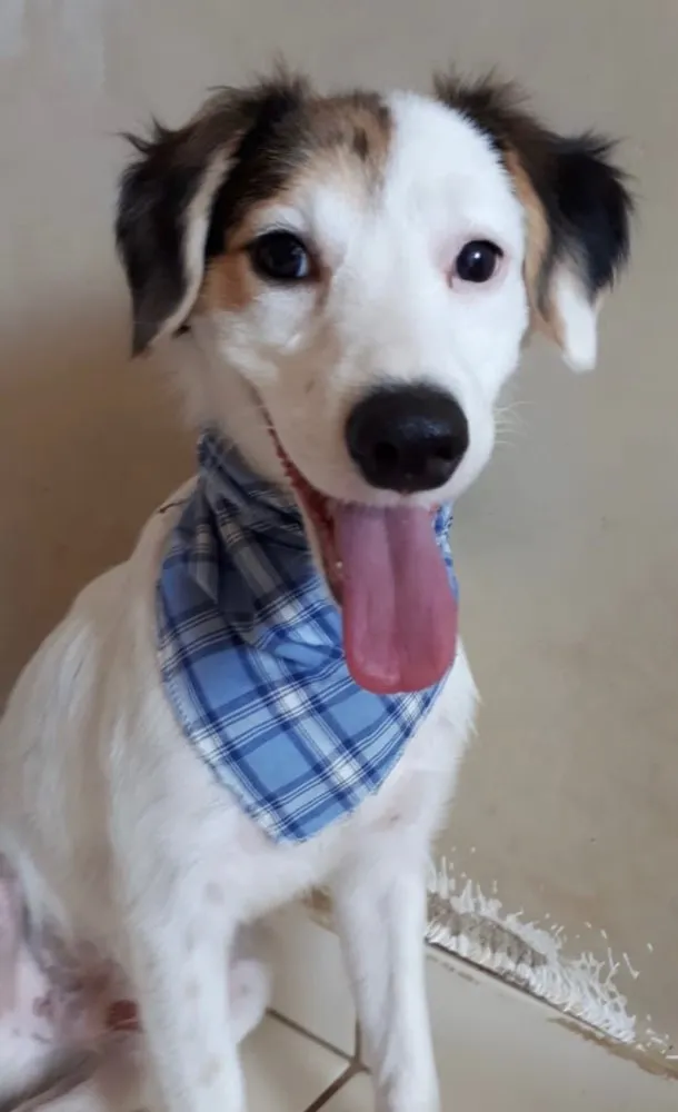 Cachorro ra a SRD idade 2 a 6 meses nome Dom 