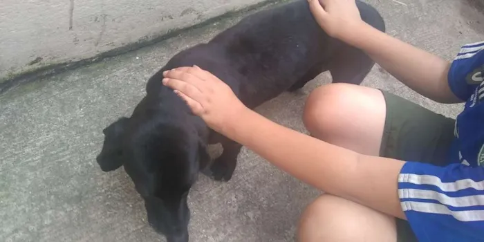 Cachorro ra a Dachshund idade 6 ou mais anos nome Bidu