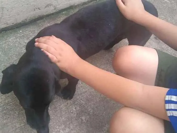 Cachorro ra a Dachshund idade 6 ou mais anos nome Bidu