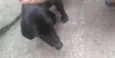 Bidu