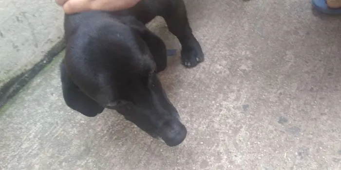 Cachorro ra a Dachshund idade 6 ou mais anos nome Bidu