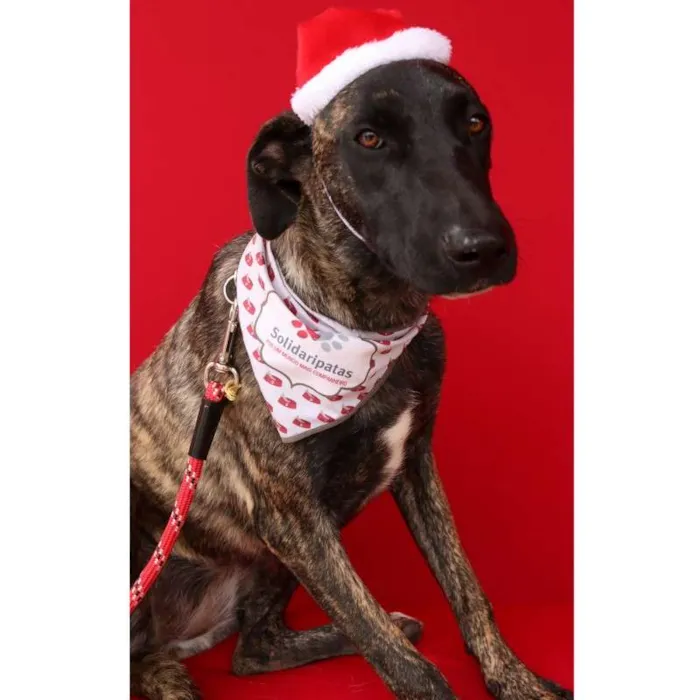Cachorro ra a srd idade 7 a 11 meses nome Bombom