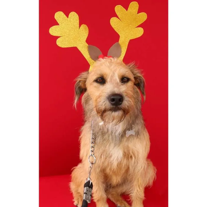 Cachorro ra a SRD idade 2 anos nome Nairóbi