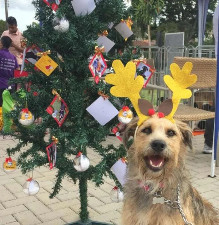 Cachorro ra a SRD idade 2 anos nome Nairóbi