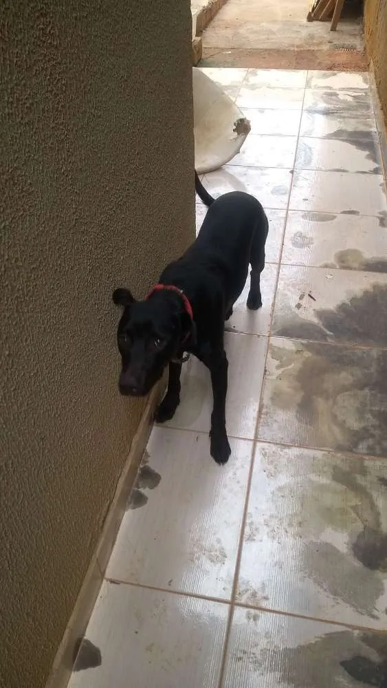 Cachorro ra a Vira lata idade 1 ano nome Latinha