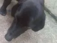 Bidu