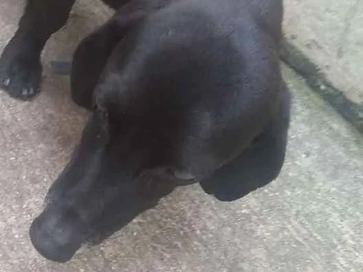 Cachorro ra a Dachshund idade 6 ou mais anos nome Bidu