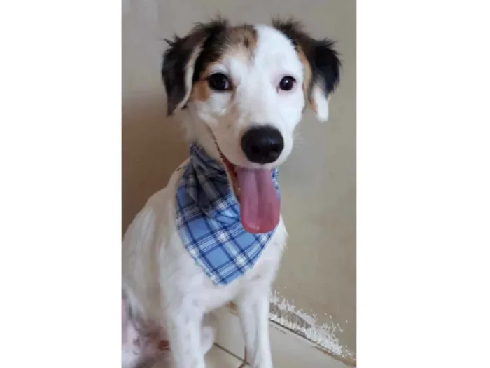 Cachorro ra a SRD idade 2 a 6 meses nome Dom 
