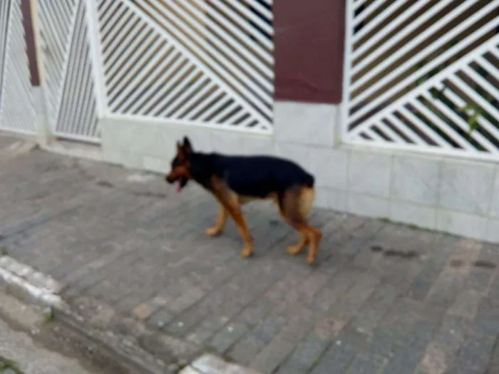 Cachorro ra a SRD - mestiço de pastor alemão idade 2 anos nome MESTIÇO DE PASTOR 