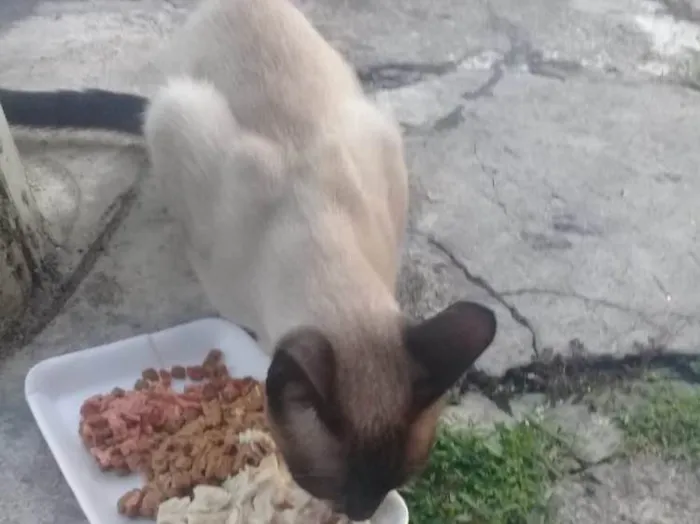 Gato raça Sem raça definida idade 2 a 6 meses nome Sem nome 