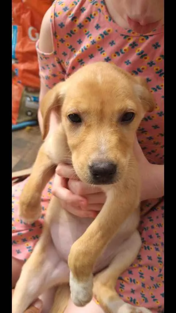 Cachorro ra a Vira Lata idade Abaixo de 2 meses nome Ângelina