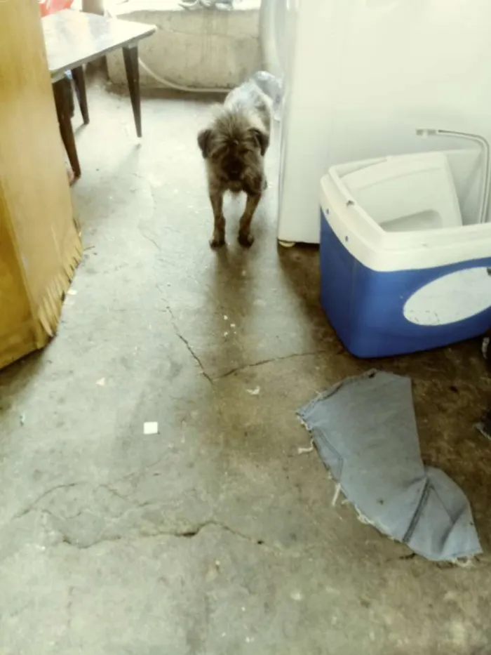 Cachorro ra a Mistico de shih-tzu idade 2 anos nome Nick e gigante 