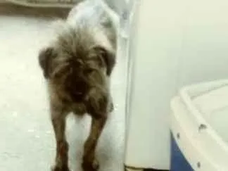 Cachorro ra a Mistico de shih-tzu idade 2 anos nome Nick e gigante 