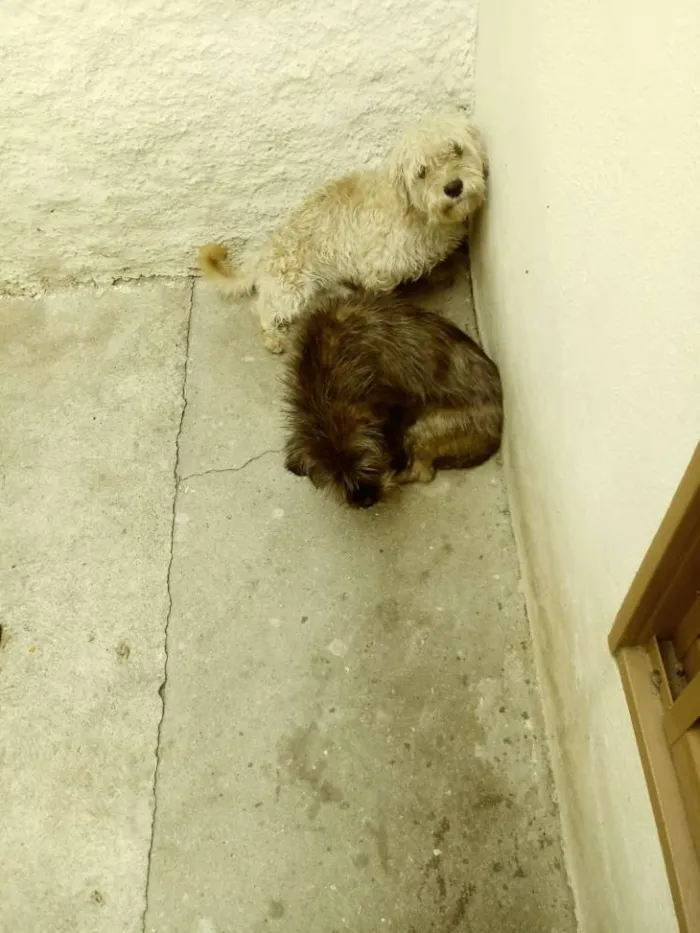 Cachorro ra a Mistico de shih-tzu idade 2 anos nome Nick e gigante 
