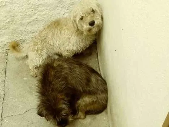 Cachorro ra a Mistico de shih-tzu idade 2 anos nome Nick e gigante 