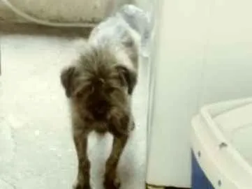 Cachorro ra a Mistico de shih-tzu idade 2 anos nome Nick e gigante 