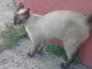 Gato raça Sem raça definida idade 2 a 6 meses nome Sem nome 