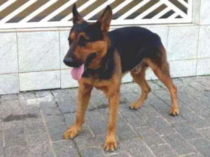 Cachorro raça SRD - mestiço de pastor alemão idade 2 anos nome MESTIÇO DE PASTOR 