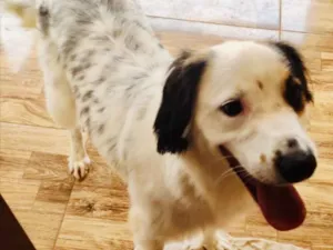Cachorro raça SRD idade 1 ano nome Snoop