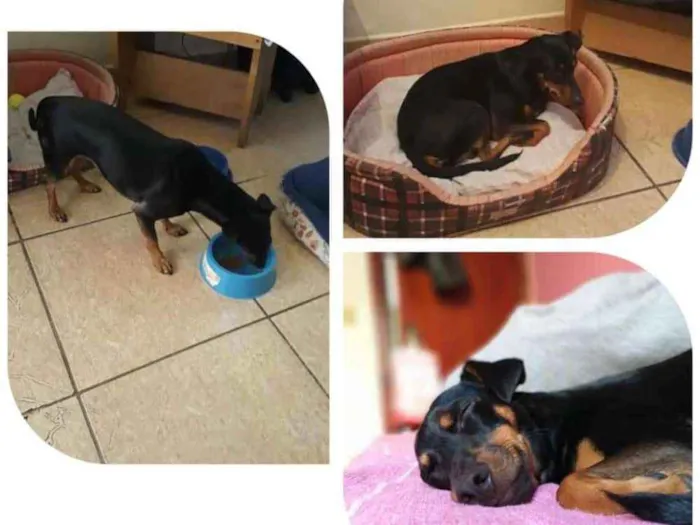 Cachorro ra a Vira lata idade 4 anos nome Buda