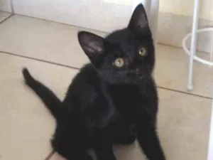 Gato raça  idade 2 a 6 meses nome LINDINHA