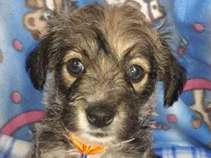 Cachorro raça SRD idade Abaixo de 2 meses nome Simba, Fred e Dilan