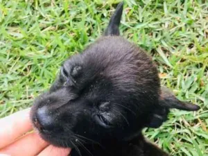 Cachorro raça vira-latinhas idade Abaixo de 2 meses nome ADOTE
