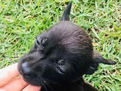 Cachorro ra a vira-latinhas idade Abaixo de 2 meses nome ADOTE